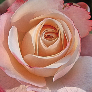 Pink rose cropped