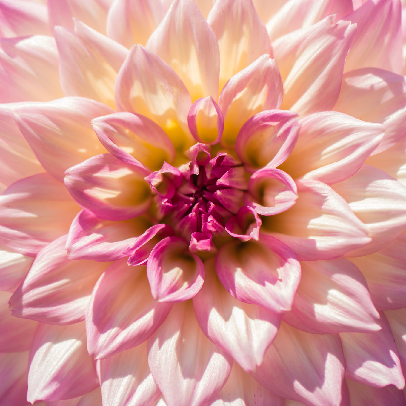 pink dahlia